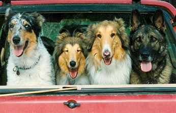 ©S.L.Reay four dogs three Collies and a German Shepherd looking out the back window of an old red SUV